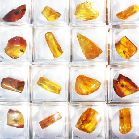 Baltic Amber Inclusions