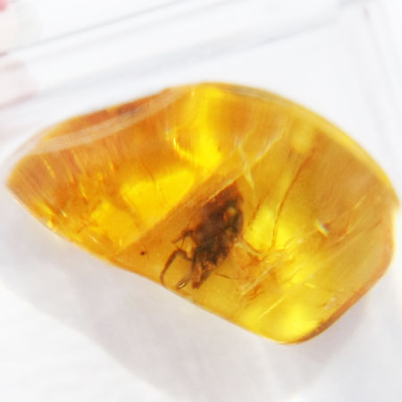 Baltic Amber insect inclusion 25