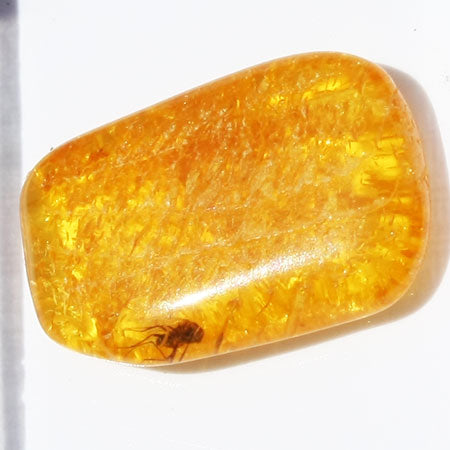 Baltic Amber insect inclusion 29