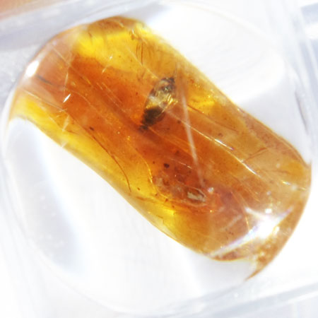 Baltic Amber insect inclusion 31