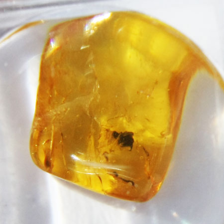 Baltic Amber insect inclusion 32