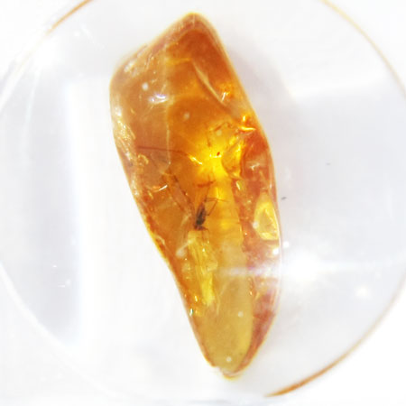 Baltic Amber insect inclusion 34