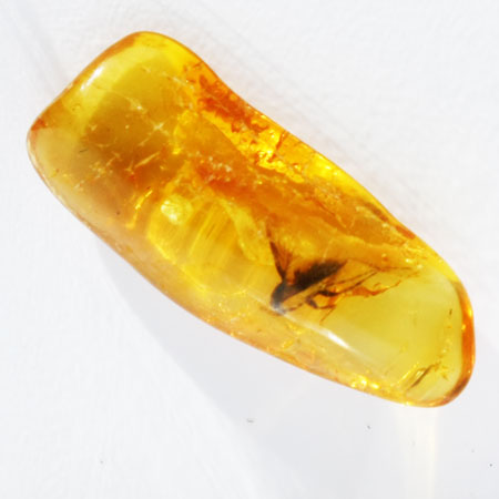 Baltic Amber insect inclusion 35