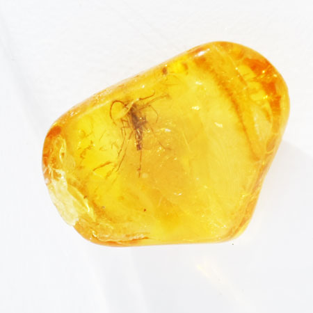 Baltic Amber insect inclusion 37