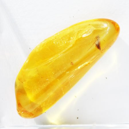 Baltic Amber insect inclusion 38