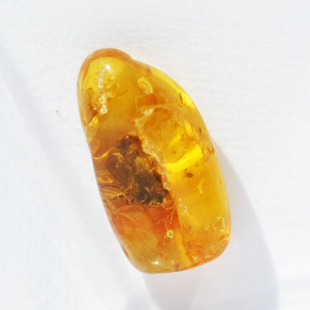 Baltic Amber insect inclusion 40