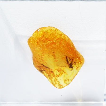 Baltic Amber insect inclusion 41