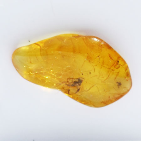 Baltic Amber insect inclusion 43