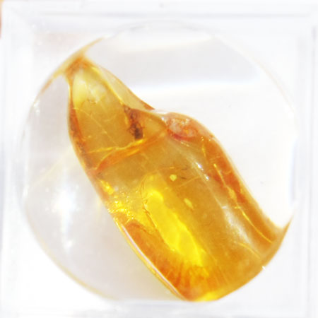 Baltic Amber insect inclusion 44