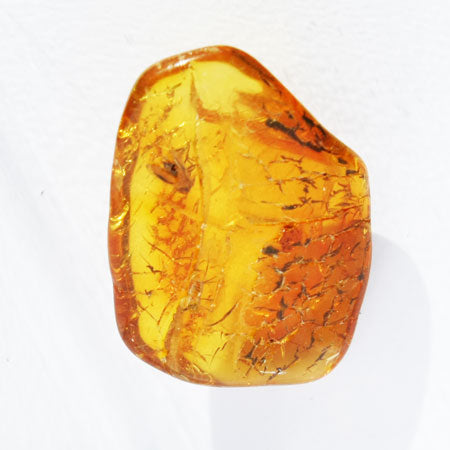 Baltic Amber insect inclusion 59