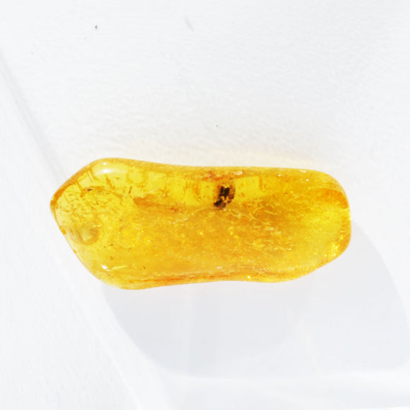 Baltic Amber insect inclusion 64