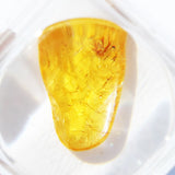 Baltic Amber insect inclusion 45