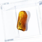 Baltic Amber insect inclusion 60