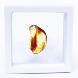 Polished Natural Amber (white box)